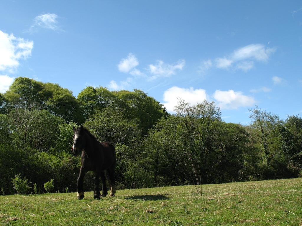 Killarney Glamping At The Grove, Suites And Lodges Room photo